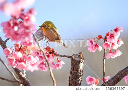Winter cherry blossoms at Ebara Shrine and Japanese white-eyes flying about 136365897