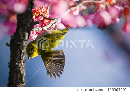 Winter cherry blossoms at Ebara Shrine and Japanese white-eyes flying about 136365901