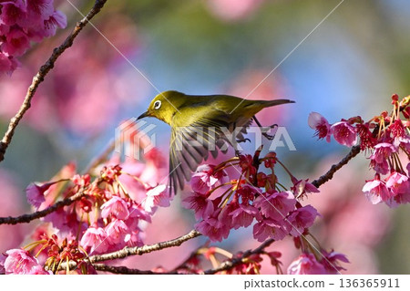 Winter cherry blossoms at Ebara Shrine and Japanese white-eyes flying about 136365911