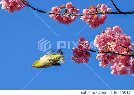Winter cherry blossoms at Ebara Shrine and Japanese white-eyes flying about Winter cherry blossoms at Ebara Shrine and Japanese white-eyes flying about 136365917