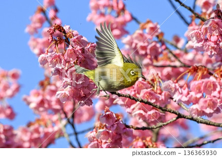 荏原神社的冬櫻和飛舞的繡眼鳥 136365930