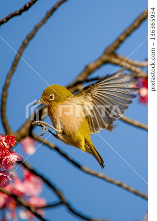 Winter cherry blossoms at Ebara Shrine and Japanese white-eyes flying about 136365934