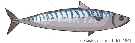 Mackerel cartoon icon. Ocean fish. Aquatic fauna 136365941