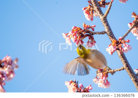 日立神峰公園的冬櫻和繡眼鳥 日立神峰公園的冬櫻和繡眼鳥 136366076