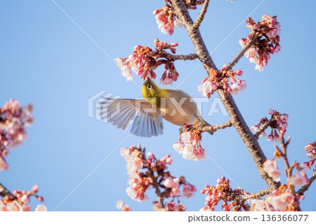 日立神峰公園的冬櫻和繡眼鳥 日立神峰公園的冬櫻和繡眼鳥 136366077