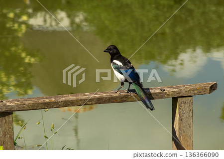 A magpie resting on a wooden fence 136366090