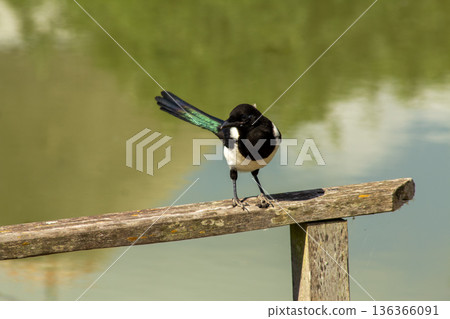 A magpie resting on a wooden fence 136366091