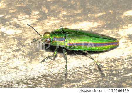 Buprestidae（Yamatotamamushi） 136366489