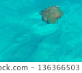Transparent blue waters of the Mediterranean Sea in Calabria, southern Italy, with a jellyfish floating just below the surface. The clear sea reveals delicate marine life illuminated by natural 136366503