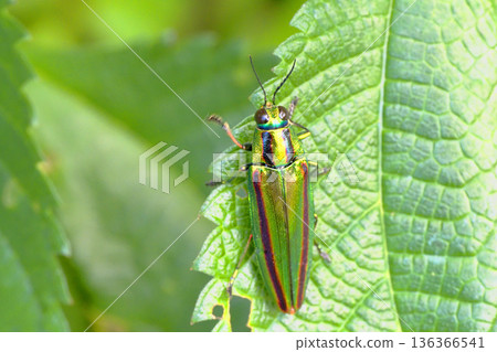 Buprestidae (Yamatotamamushi) Buprestidae (Yamatotamamushi) 136366541