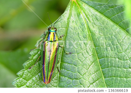 Buprestidae（Yamatotamamushi） 136366619
