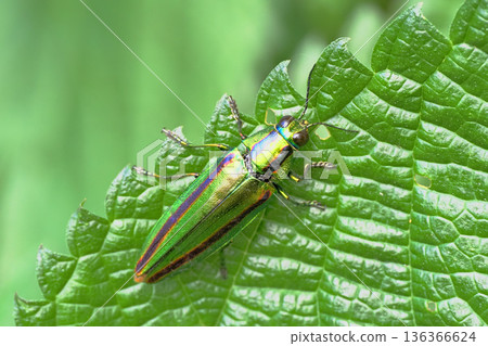 Buprestidae（Yamatotamamushi） 136366624