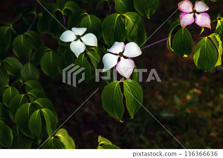 Cornus kousa or Kousa dogwood, cluster of white beautiful flowers, close up. Common kousa or Japanese dogwood is a small deciduous tree, ornamental flowering plant in the family Cornaceae, Syncarpea. 136366636