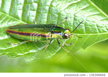 Buprestidae（Yamatotamamushi） 136366668