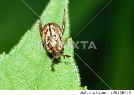 Semadarakogane Semadarakogane 136366709