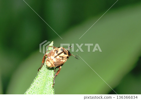 Semarathogene Semarathogene 136366834