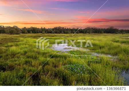 Florida subtropical swamp with wild vegetation in southern USA 136366871