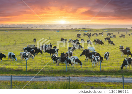 Herd of dairy cattle grazing in pasture field. Milk cows on green farm grassland in Florida Herd of dairy cattle grazing in pasture field. Milk cows on green farm grassland in Florida 136366911