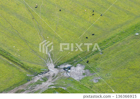 Cattle grazing on farmland pasture. Production of organic dairy products. Milk cows feeding on green farm grassland 136366915