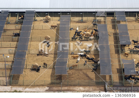 Commercial cattle stockyard with meat cows in rural Florida. Feeding of livestock on farm feedlot in USA 136366916