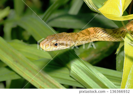 Aodai Shaw 136366932