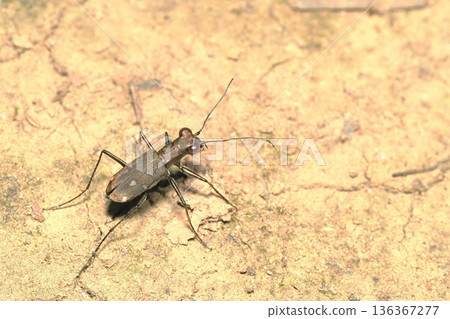 Tokyo hornyhama 136367277