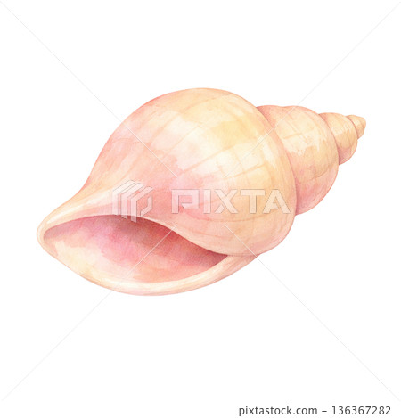 水彩風格蝸牛殼簡約貝殼插畫夏季海洋自然裝飾剪紙素材 136367282