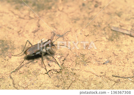 Tokyo hornyhama 136367308