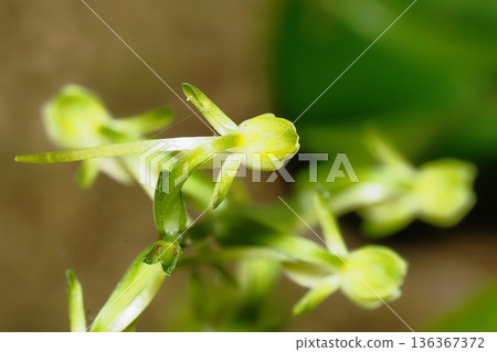 Oobanotombosou flower Oobanotombosou flower 136367372