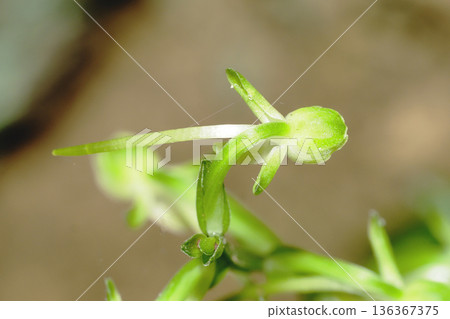 Oobanotombosou flower 136367375