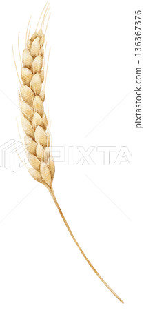 Watercolor wheat ear with golden grains and thin stem in warm natural colors. Illustration for harvest themes, rural designs, packaging, posters or decorative elements. 136367376