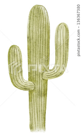 Watercolor illustration of green desert cactus isolated on white background. Minimal botanical element for summer design, posters, cards, travel prints, or boho compositions. 136367380