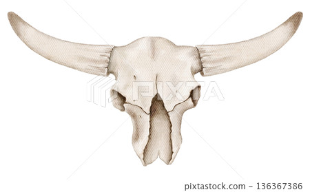 Watercolor animal skull with long horns in bone white tones. Illustration for western themes, native american designs, posters, prints or decorative elements. Watercolor animal skull with long horns in bone white tones. Illustration for western themes, native american designs, posters, prints or decorative elements. 136367386