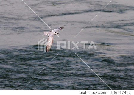 Kurohara Tan Kurohara Tan 136367462