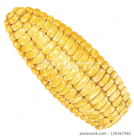 Bright watercolor corn on white background. Vivid yellow kernels painted in realistic style. Ideal for kitchen prints or food designs. Isolated hand painted illustration. Bright watercolor corn on white background. Vivid yellow kernels painted in realistic style. Ideal for kitchen prints or food designs. Isolated hand painted illustration. 136367482