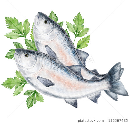 Two hand painted fish laying on green parsley leaves composition on white background. Perfect for restaurant menus, seafood markets, healthy food ads, or cooking guides 136367485