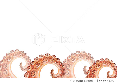 Tentacle seafood horizontal border with curled watercolor octopus arms on white background. Top area left for text. Perfect for packaging, menus, headers, or marine themed promotions Tentacle seafood horizontal border with curled watercolor octopus arms on white background. Top area left for text. Perfect for packaging, menus, headers, or marine themed promotions 136367489