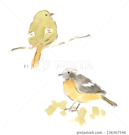 水彩畫描繪了一隻雌性和一隻雄性達烏裡知更鳥，這種野生鳥類生活在冬季到早春期間。 136367546