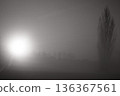 Sun filtering through the pine trees 136367561