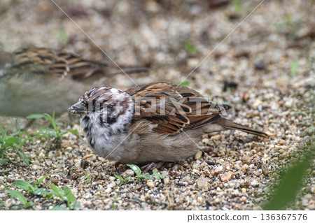 Sparrow with a salt and pepper head Sparrow with a salt and pepper head 136367576