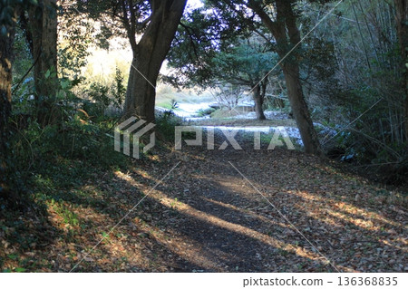 A winter walk bathed in sunlight 136368835