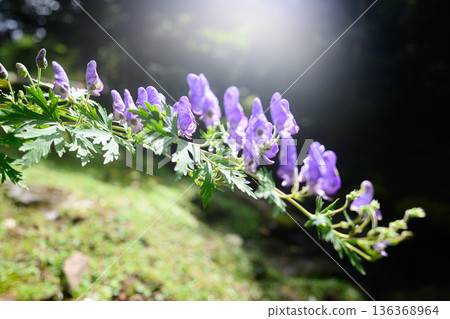 烏頭花夏日景色 烏頭花夏日景色 136368964