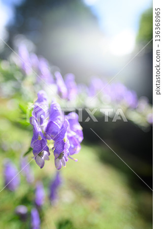 烏頭花夏日景色 烏頭花夏日景色 136368965