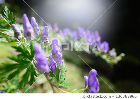 烏頭花夏日景色 烏頭花夏日景色 136368966