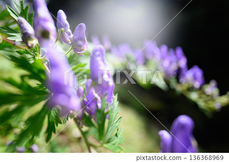 Aconite flowers summer scenery Aconite flowers summer scenery 136368969