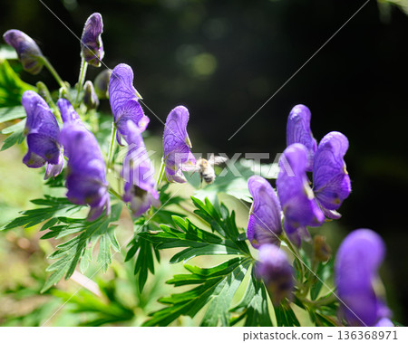 Aconite flowers summer scenery Aconite flowers summer scenery 136368971