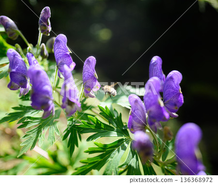 烏頭花夏日景色 烏頭花夏日景色 136368972