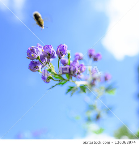 烏頭花在藍天下閃閃發光，夏日美景 136368974