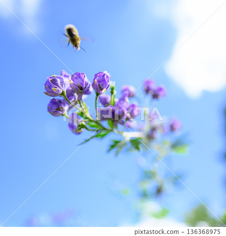 烏頭花在藍天下閃閃發光,夏日美景 烏頭花在藍天下閃閃發光,夏日美景 136368975