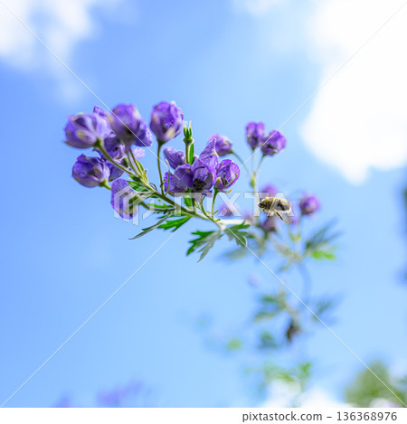烏頭花在藍天下閃閃發光,夏日美景 烏頭花在藍天下閃閃發光,夏日美景 136368976